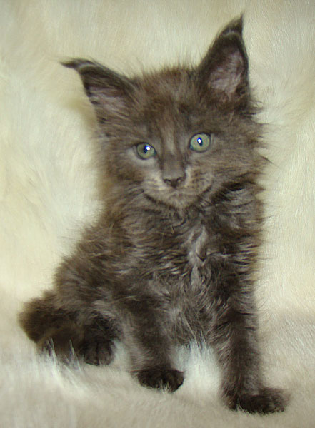     Catsvill County!   !    !       !!!    Catsvill County +7-926-544-74-09     .   ,   ,   ,    ,   ,  ,     ,   -,    ,   !